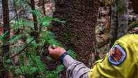 Di sana pun juga dapat ditemui Kota Oban, satu-satunya pemukiman di pulau tersebut. Yang menarik, di sana dapat dijumpai kahikatea (pohon dinosaurus) dan hutan berisi Totara atau pohon raksasa (NSW Department of Planning, Industry and Environment)