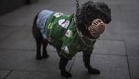 Menariknya tak hanya manusia, patung hingga seekor anjing juga turut dipakaikan masker guna terhindar dari infeksi virus corona tersebut. Getty Images.