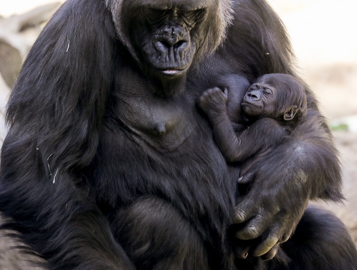 Bayi Gorila Pertama Lahir di Kebun Binatang Los Angeles Kebun Binatang Los Angeles, Amerika Serikat, memiliki koleksi baru yakni bayo gorila. Bayi gorila ini merupakan yang pertama lahir sejak 20 tahun terakhir.