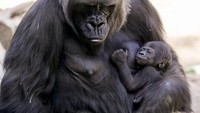 Begini penampakan bayi gorila berusai 3 minggu yang sedang berada dipelukan induknya yang bernama Ndjia.
