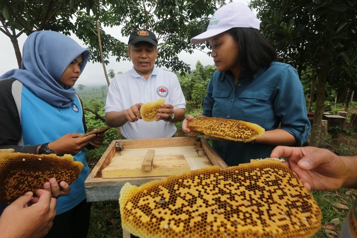 Mengintip Budidaya Lebah Langsung dari Alam Anak usaha RLU, PT Lestari Asri Jaya (LAJ) dan TNBT menggelar pelatihan
budidaya lebah madu sebagai pagar alami untuk melindungi gajah
Sumatera, sekaligus meningkatkan kesejahteraan masyarakat.