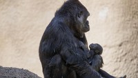 Terlihat bayi Ndjia tertidur pulas dalam pangkuan sang induk.