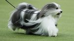 Menggemaskan! Begini Aksi Lucu Anjing saat Ikut Kontes