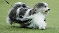 Aksi seekor anjing bernama Bono di Westminster Kennel Club dog show.