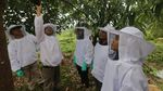 Mengintip Budidaya Lebah Langsung dari Alam
