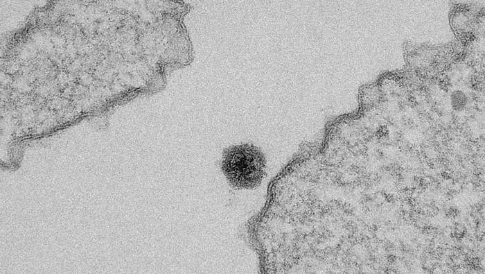Yaravirus Yaravirus