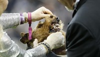 Pada ajang tersebut, Seekor anjing juga turut diperiksakan kesehatan mulutnya.