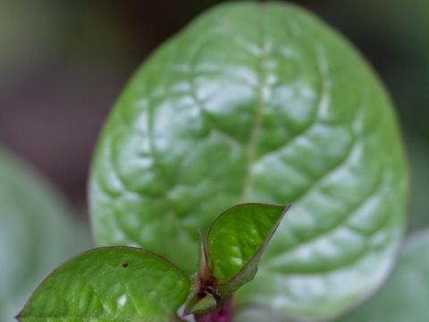 daun binahong