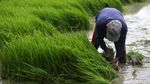 Usai Banjir, Petani di Bekasi Mulai Tanam Padi