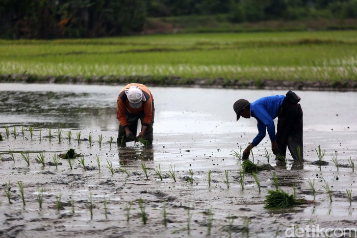 Usai Banjir, Petani di Bekasi Mulai Tanam Padi Usai banjir di awal tahun lalu, para petani di Desa Buni Bakti, Kabupaten Bekasi, Jawa Barat, mulai menanam padi. Yuk lihat.
