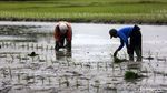 Usai Banjir, Petani di Bekasi Mulai Tanam Padi