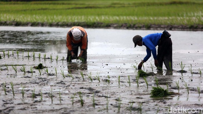 Usai banjir di awal tahun lalu, para petani di Desa Buni Bakti, Kabupaten Bekasi, Jawa Barat, mulai menanam padi. Yuk lihat.