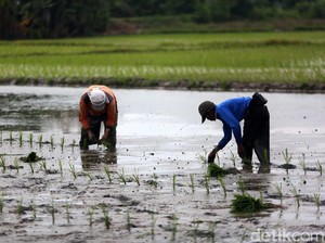 Ngaseuk di Kasepuhan Ciptagelar