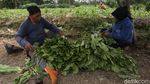 Serunya Warga Babelan Bekasi saat Panen Sawi