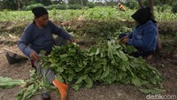 Para kaum ibu-ibu tampak memilah sawi untuk dijual.