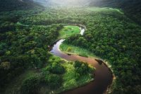 Selain di Papua, Ulat Pohon Jadi Camilan Wajib Turis di Amazon