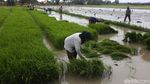 Usai Banjir, Petani di Bekasi Mulai Tanam Padi