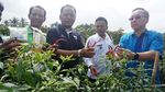 Petani Binjai Agung Lampung Panen Cabai
