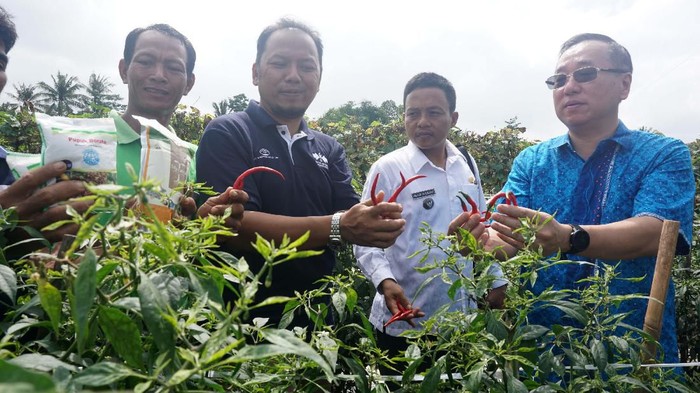 Petani Binjai Agung Lampung Panen Cabai Petani di Binjai Agung, Lampung Tengah, panen cabai. Mereka juga mendapat penyuluhan untuk mengantisipasi serangan virus gemini.
