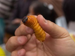 Selain di Papua, Ulat Pohon Jadi Camilan Wajib Turis di Amazon