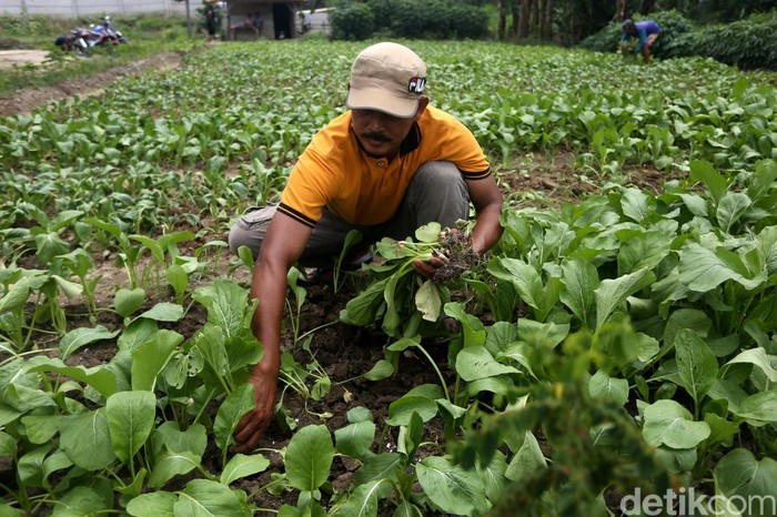 Sejumlah petani tengah bersuka cita saat panen sawi di kawasan Kedung Jaya, Babelan, Bekasi, Kamis (13/2). Yuk, intip foto-fotonya.