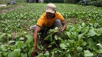 Seorang petani tengah mengumpulkan sawi siap panen.