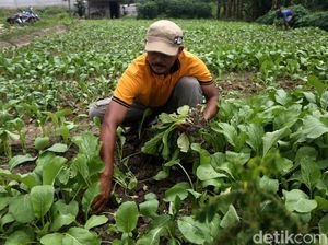 Serunya Warga Babelan Bekasi saat Panen Sawi