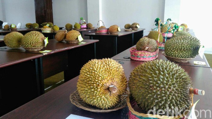 gerebek durian di purworejo