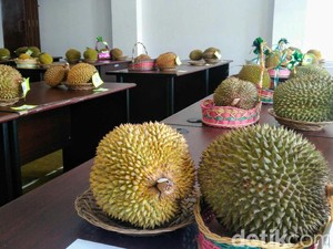 Luuurrr... Purworejo Bakal Gelar Gerebek Durian 3 Hari!