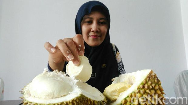 Luuurrr... Purworejo Bakal Gelar Gerebek Durian 3 Hari!