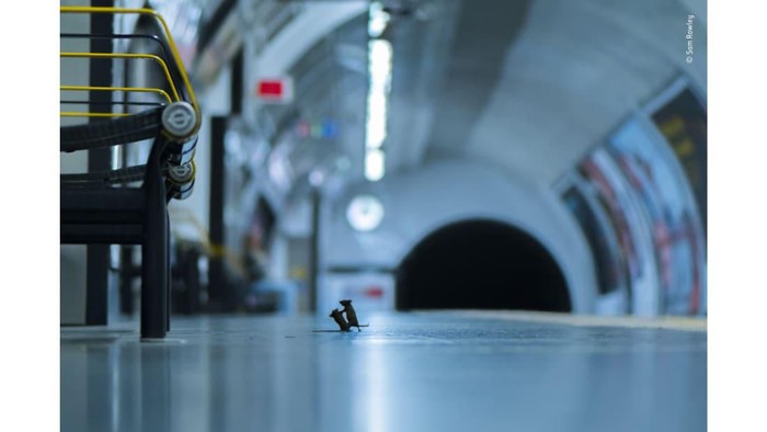 dua tikus berkelahi di stasiun subwai London