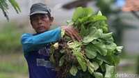 Menurut para petani, masa tanam sawi hingga siap dipanen selama 25 hari. 