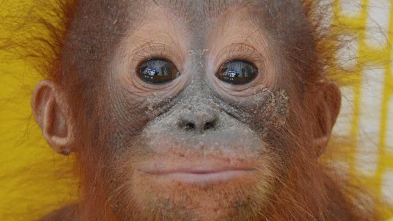 Bayi Orangutan pertama yang diselamatkan di 2020