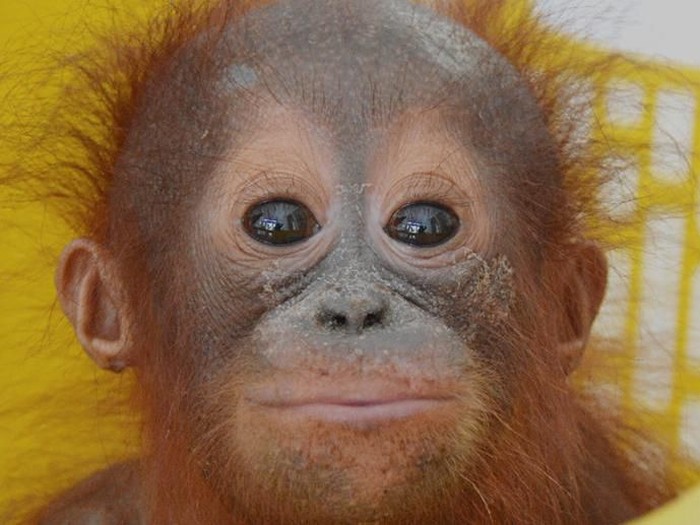 Bayi Orangutan pertama yang diselamatkan di 2020