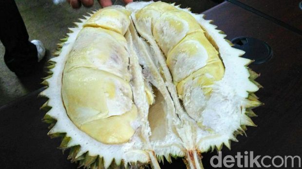 Luuurrr... Purworejo Bakal Gelar Gerebek Durian 3 Hari!