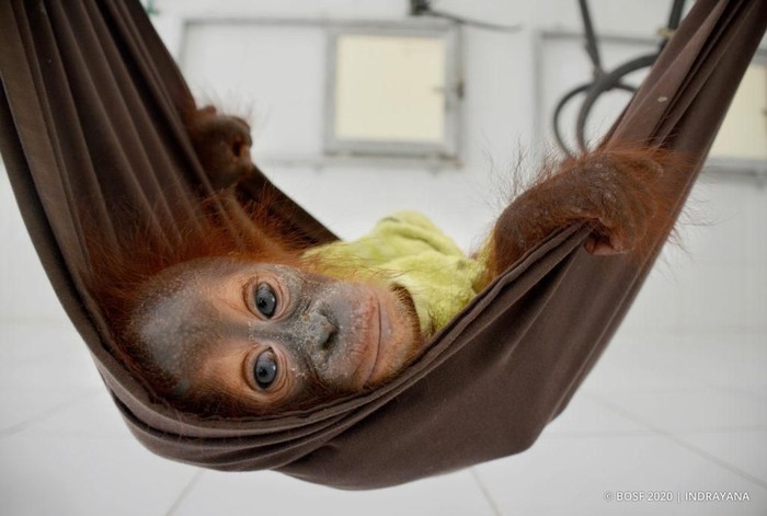 Bayi Orangutan pertama yang diselamatkan di 2020