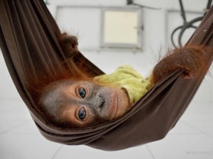 Hari Orangutan Sedunia 19 Agustus, Simak Kondisi Satwa Endemik Itu