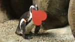 Gemasnya Aksi Penguin Rebutan Surat Cinta Jelang Valentine