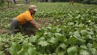 Lahan pertanian tersebut berada di Kedung Jaya, Babelan, Bekasi.