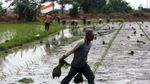 Usai Banjir, Petani di Bekasi Mulai Tanam Padi