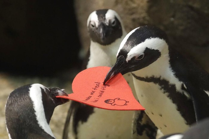 Valentine tak cuma dirayakan oleh manusia. Sejumlah penguin di San Fransisco juga dapat surat cinta sambut hari kasih sayang yang dirayakan tiap 14 Februari.