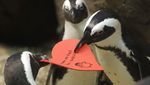 Gemasnya Aksi Penguin Rebutan Surat Cinta Jelang Valentine