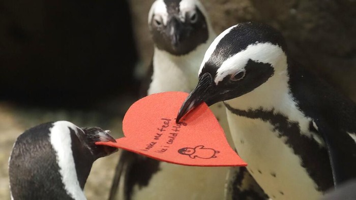 Penguin Dapat Surat Cinta Jelang Hari Valentine Valentine tak cuma dirayakan oleh manusia. Sejumlah penguin di San Fransisco juga dapat surat cinta sambut hari kasih sayang yang dirayakan tiap 14 Februari.