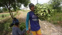 Seorang petani mengangkat sawi yang siap untuk dijual.