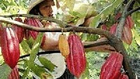 Gambar seorang pria yang sedang memanen buah cocoa ini dijadikan bahan meme untuk momen Valentine. Percakapan di meme tersebut pun dibuat lucu. Foto: Istimewa