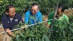 Petani Binjai Agung Lampung Panen Cabai