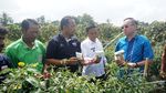 Petani Binjai Agung Lampung Panen Cabai