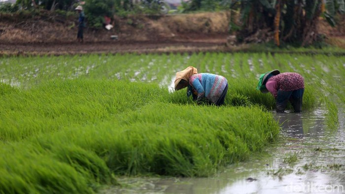Usai banjir di awal tahun lalu, para petani di Desa Buni Bakti, Kabupaten Bekasi, Jawa Barat, mulai menanam padi. Yuk lihat.