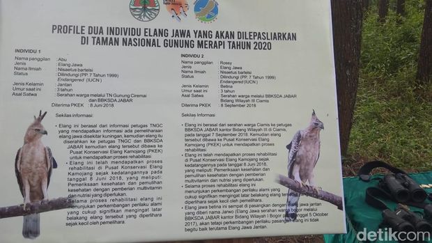 Jokowi Ingin Elang Jawa Makin Banyak Dilepasliarkan di Merapi