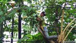 Antisipasi Tumbang, Pohon di Pondok Kopi Dipangkas